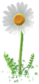 Megafiore base.png