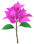Megafiore Bougainvillea.png