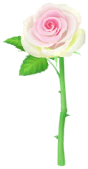 Megafiore Rosa dell'anniversario bianca.png