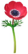 Megafiore Anemone.png