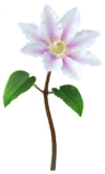 Megafiore Clemantis.png