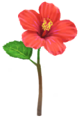 Megafiore Ibisco.png