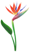 Megafiore Uccello del paradiso.png
