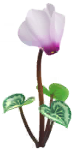 Megafiore Ciclamino.png