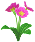 Megafiore Primula.png