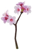 File:Megafiore Fiori di Ciliegio.png