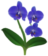 Megafiore Orchidea Falena.png