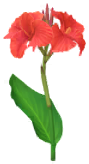 Megafiore Canna.png