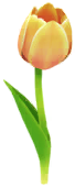 Tulipano.png
