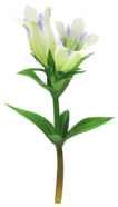 Megafiore Genziana.png