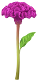 Celosia.png