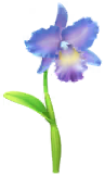 Megafiore Cattleya.png