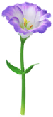 Megafiore Lisianthus.png