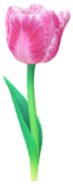 Megafiore Tulipano pappagallo.png