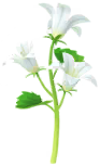 Megafiore Campanula.png