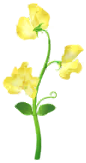 Megafiore Cicerchia odorosa.png