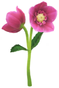 Megafiore Elleboro.png