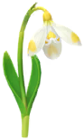 Megafiore Bucaneve.png