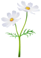 Megafiore Cosmea.png