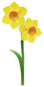 Megafiore Narciso.png