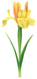 Megafiore Giaggiolo.png