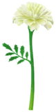 Megafiore Calendula.png
