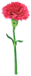 Megafiore Garofano.png