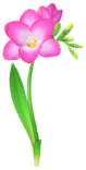 Megafiore Fresia.png