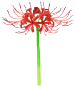 Megafiore Giglio del ragno.png