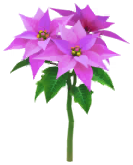 File:Megafiore Stella di Natale.png