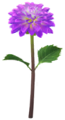 Megafiore Dalia.png