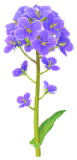 Megafiore di Canola.png