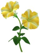 Megafiore Petunia.png