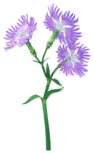 Megafiore Garofano "Dianthus".png