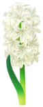 Megafiore Giacinto.png