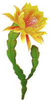 Megafiore Cactus orchidea.png