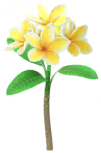 Megafiore Frangipani.png