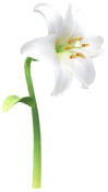 Megafiore Giglio.png