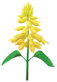Megafiore di Salvia.png