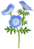 Megafiore Nemophile.png