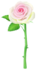 Rosa dell'anniversario