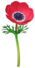 Anemone