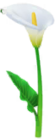 Calla