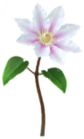 Clematis