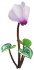 Ciclamino