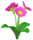 Primula