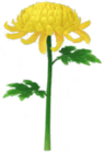 Crisantemo