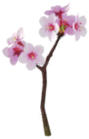 Fiori di Ciliegio