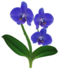 Orchidea falena