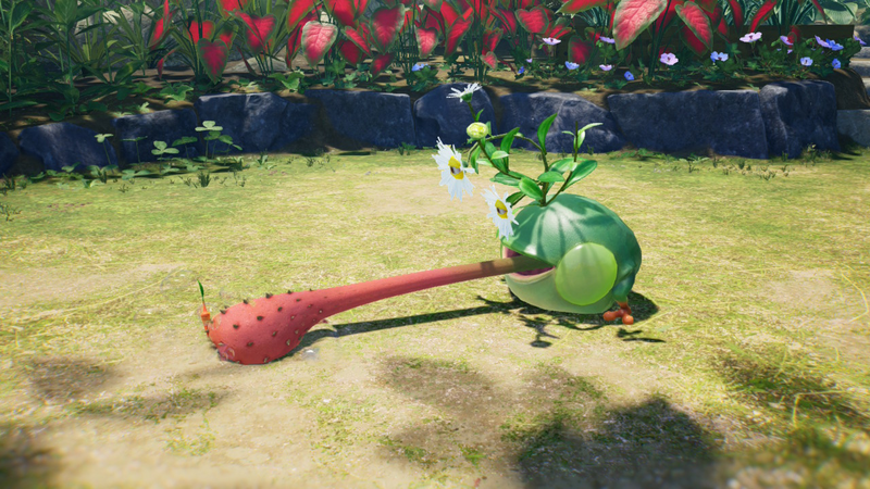 File:P4-Crisantemo strisciante-Piklopedia.png